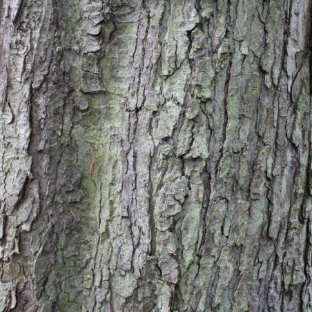 Dubbelbloemige Paardenkastanje - Aesculus hippocastanum 'Baumannii' - Jardins du Monde.be