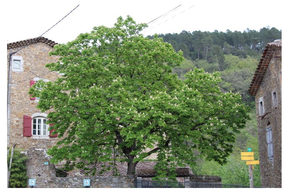 Dubbelbloemige Paardenkastanje - Aesculus hippocastanum 'Baumannii'