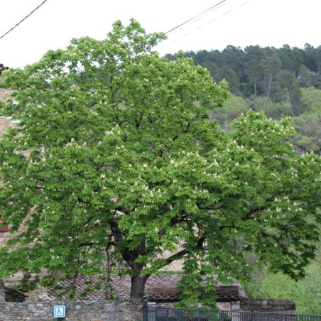 Dubbelbloemige Paardenkastanje - Aesculus hippocastanum 'Baumannii'