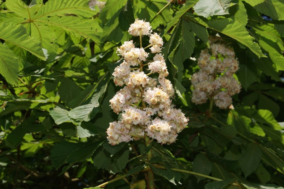 Marronnier à fleurs doubles - Aesculus hippocastanum 'Baumannii' - fleur - Jardins du Monde.be