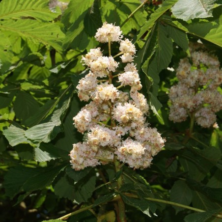 Baumann Double Horsechestnut - Aesculus hippocastanum 'Baumannii' - Jardins du Monde.be