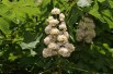 Dubbelbloemige Paardenkastanje -  - Jardins du Monde.beAesculus hippocastanum 'Baumannii'