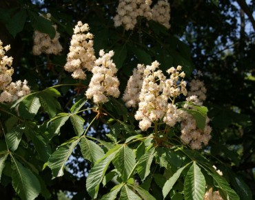Dubbelbloemige Paardenkastanje - Aesculus hippocastanum 'Baumannii' - Jardins du Monde.be