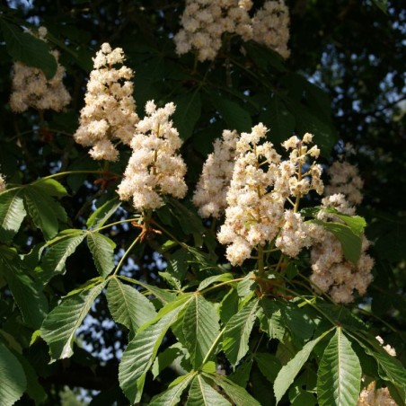 Marronnier à fleurs doubles - Aesculus hippocastanum 'Baumannii' - fleur - Jardins du Monde.be