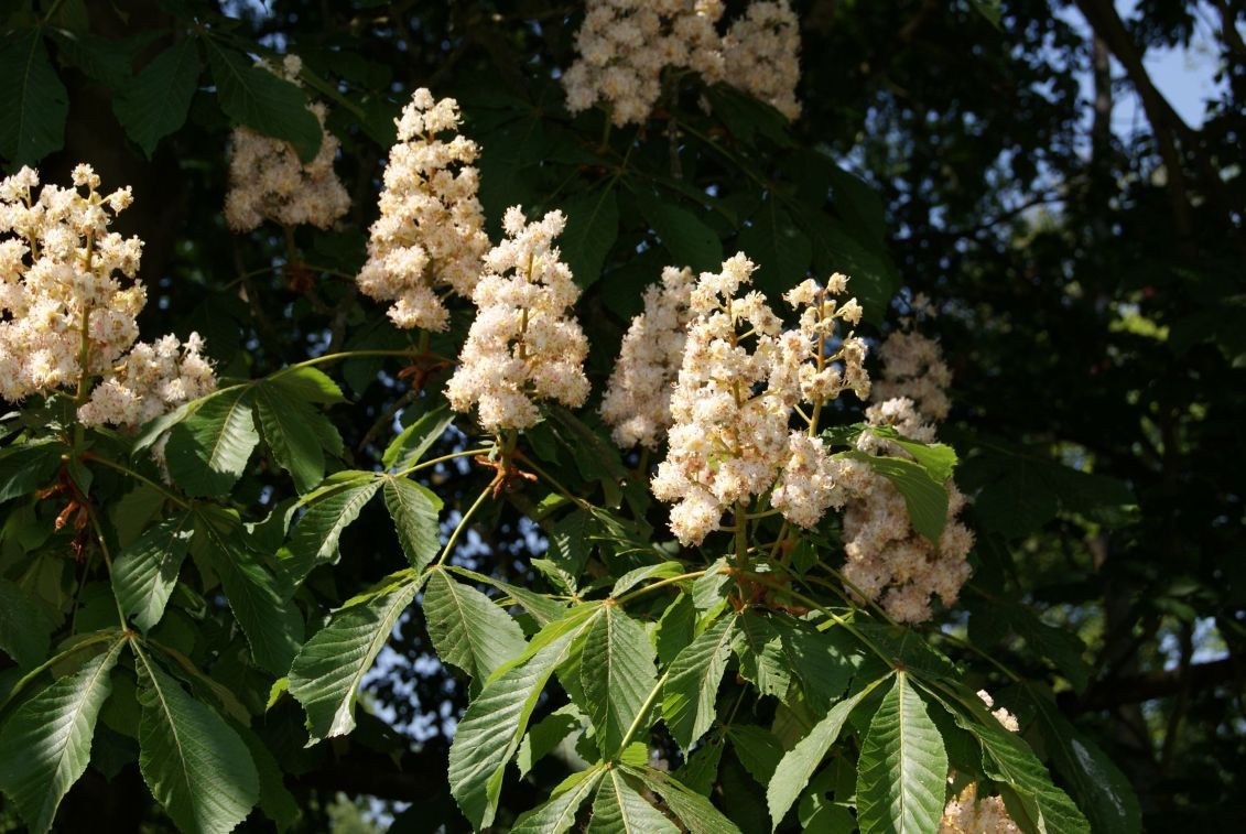 Baumann Double Horsechestnut (in 5 liter pot)