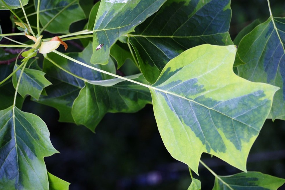 Liriodendron tulipifera Aureomarginatum - Agnieszka Kwiecień, Nova, CC BY-SA 4.0, via Wikimedia Commons