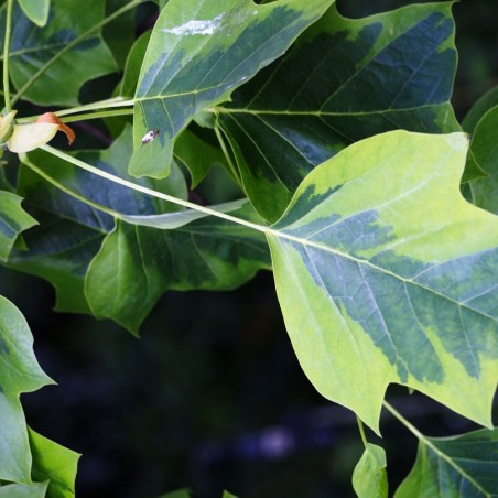 Liriodendron tulipifera Aureomarginatum - Agnieszka Kwiecień, Nova, CC BY-SA 4.0, via Wikimedia Commons