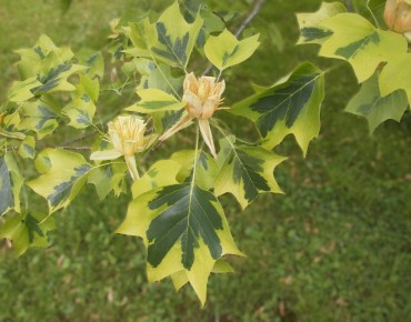 Bontbladige Tulpenboom - Liriodendron tulipifera Aureomarginatum - Unai.mdldm, CC BY-SA 4.0, via Wikimedia Commons