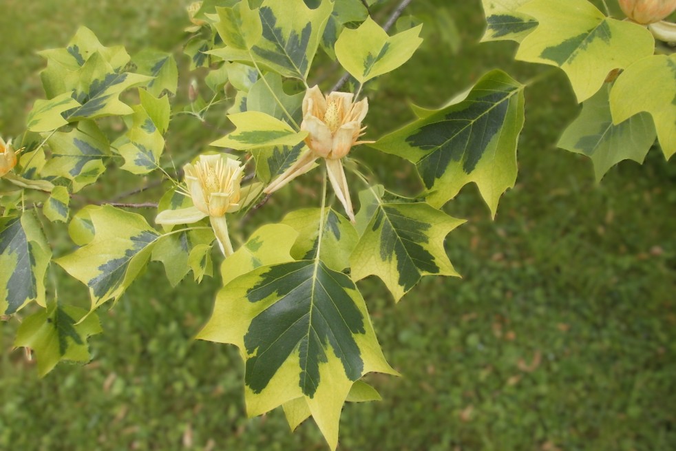 Tulipier de Virginie panaché - Liriodendron tulipifera Aureomarginatum - Unai.mdldm, CC BY-SA 4.0, via Wikimedia Commons