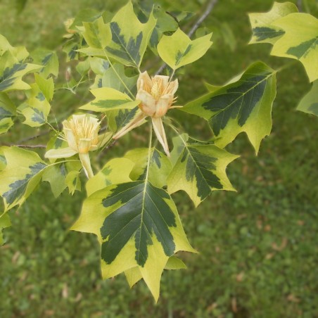 Tulipier de Virginie panaché - Liriodendron tulipifera Aureomarginatum - Unai.mdldm, CC BY-SA 4.0, via Wikimedia Commons