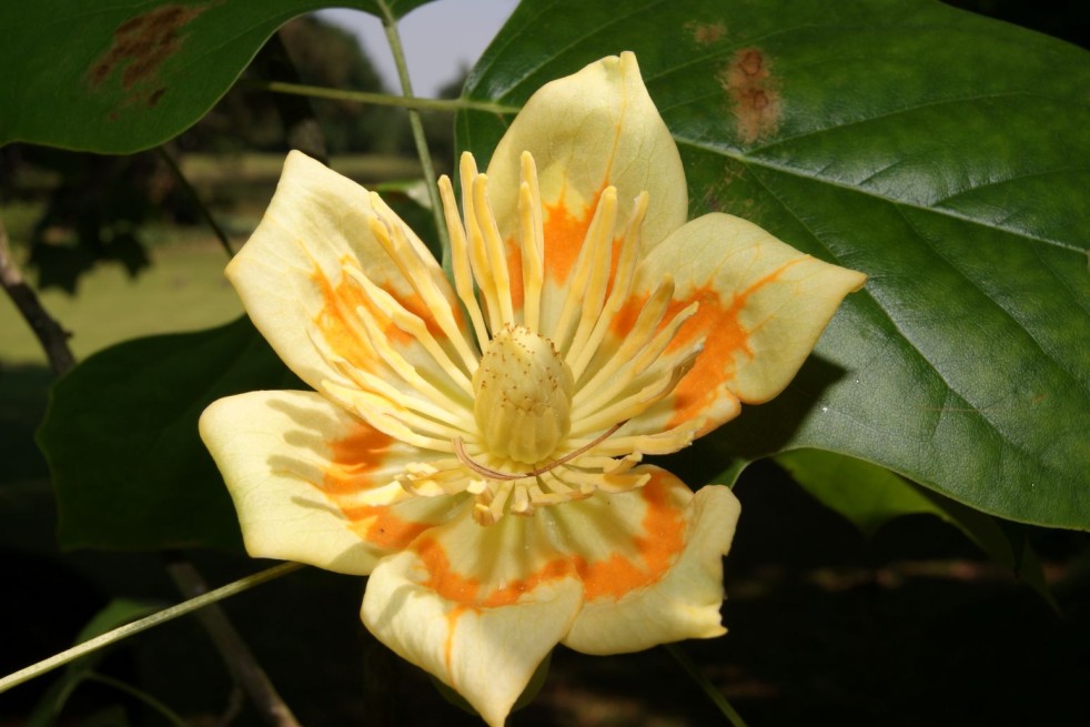 Goldgelber Tulpenbaum - Liriodendron tulipifera Aureomarginatum