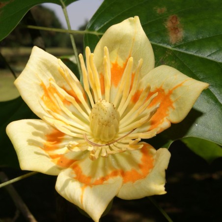 Bontbladige Tulpenboom - Liriodendron tulipifera Aureomarginatum