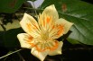 Goldgelber Tulpenbaum - Liriodendron tulipifera Aureomarginatum