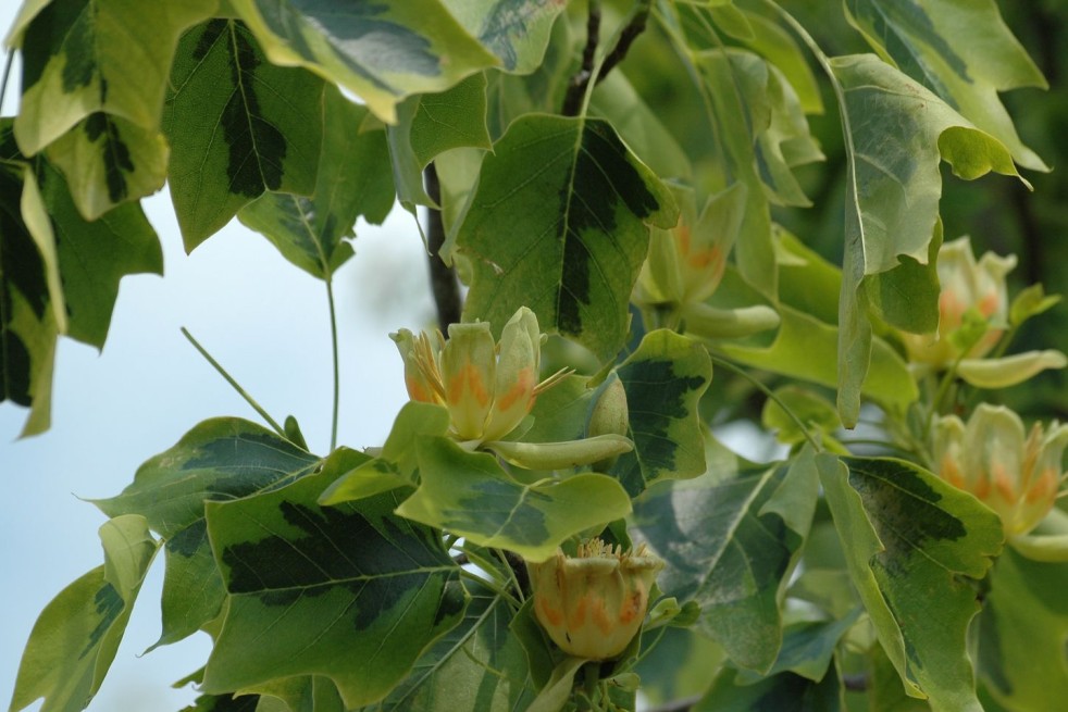 Yellow Variegated Tulip Tree - Liriodendron tulipifera Aureomarginatum