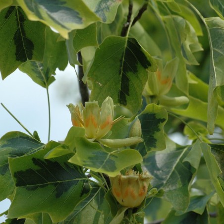 Tulipier de Virginie panaché - Liriodendron tulipifera Aureomarginatum