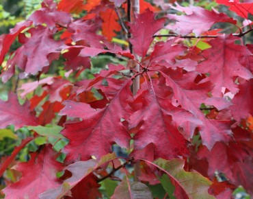 Amerikaanse eik - Quercus Rubra - Jardins du Monde be