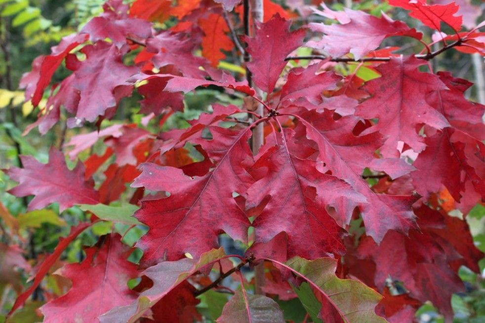 Chêne rouge d'Amérique - Quercus Rubra - Jardins du Monde be