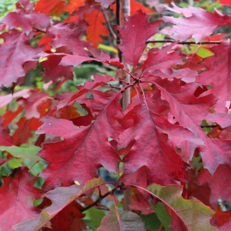 Amerikanische Rot-Eiche - Quercus Rubra - Jardins du Monde be