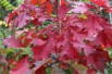Chêne rouge d'Amérique - Quercus Rubra - Jardins du Monde be