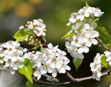 Pyrus serrulata - Matthew Field, http://www.photography.mattfield.com, CC BY-SA 3.0 , via Wikimedia Commons