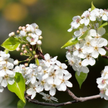 Pyrus serrulata - Matthew Field, http://www.photography.mattfield.com, CC BY-SA 3.0 , via Wikimedia Commons