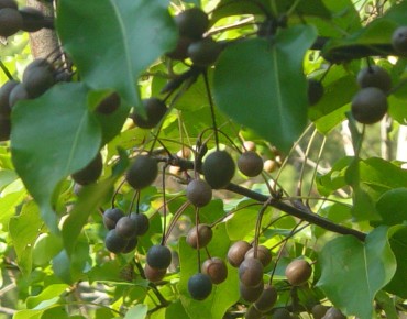 Pyrus serrulata - Rlevse, Public domain, via Wikimedia Commons