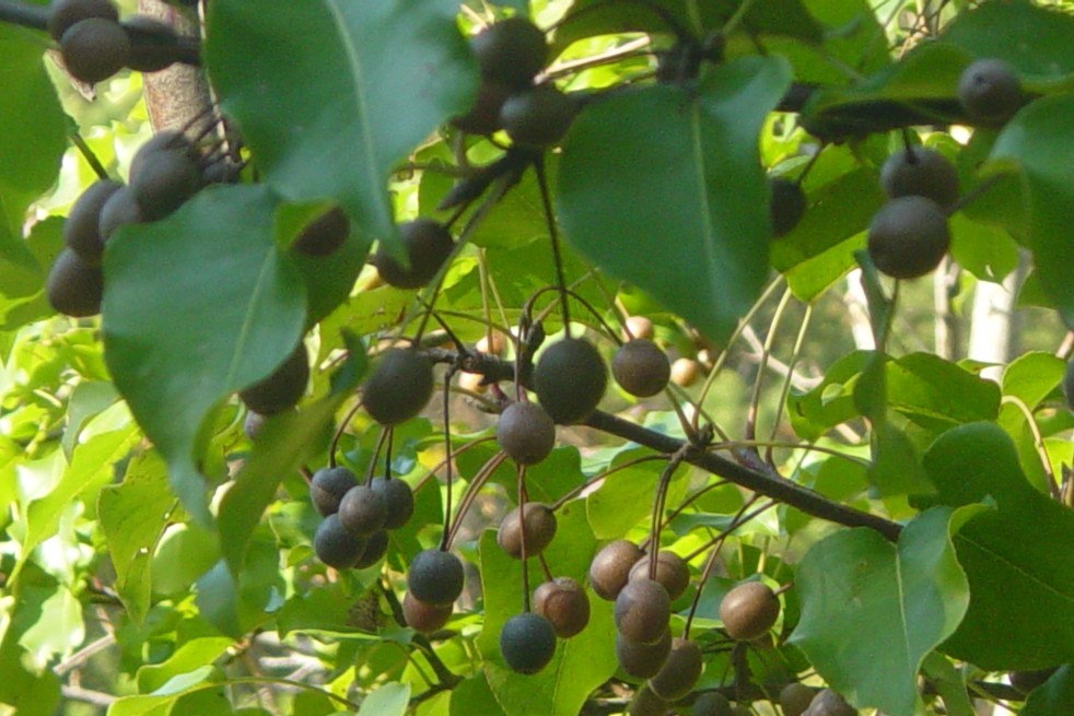 Pyrus serrulata - Rlevse, Public domain, via Wikimedia Commons