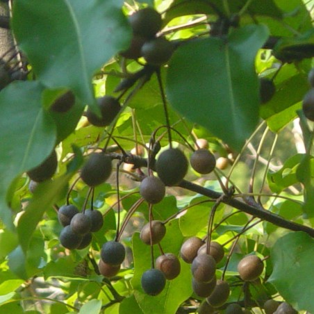 Pyrus serrulata - Rlevse, Public domain, via Wikimedia Commons