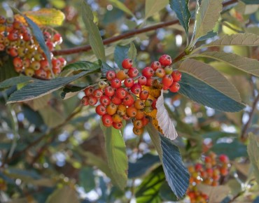 Sorbus aria - Julie Anne Workman, CC BY-SA 3.0, via Wikimedia Commons