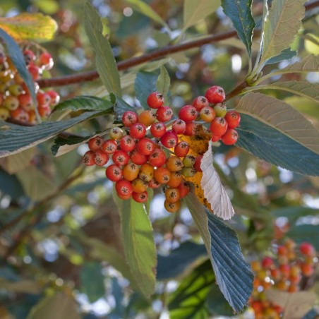 Sorbus aria - Julie Anne Workman, CC BY-SA 3.0, via Wikimedia Commons