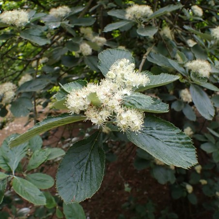 Sorbus aria - Krzysztof Ziarnek, Kenraiz, CC BY-SA 4.0, via Wikimedia Commons
