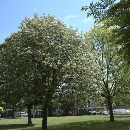 Sorbus aria by Bob Harvey, CC BY-SA 2.0, via Wikimedia Commons