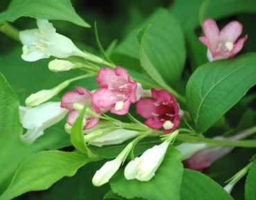Weigelia Marjorie - Weigela florida Marjorie - Jardins du Monde.be