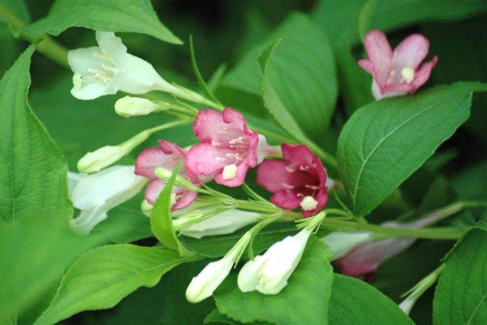 Weigelia Marjorie - Weigela florida Marjorie - Jardins du Monde.be