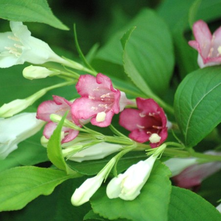 Weigelia Marjorie - Weigela florida Marjorie - Jardins du Monde.be