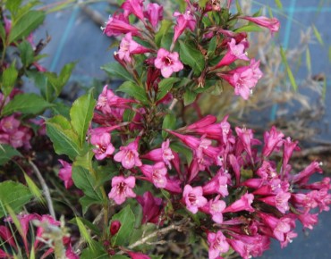Weigelia Rumba - Weigela florida Rumba - Jardins du Monde.be