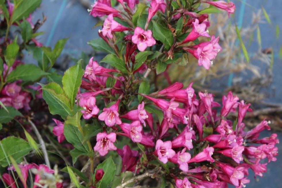 Weigelie Rumba - Weigela florida Rumba - Jardins du Monde.be