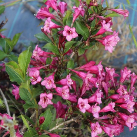 Weigelia Rumba - Weigela florida Rumba - Jardins du Monde.be