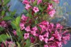 Weigelia Rumba - Weigela florida Rumba - Jardins du Monde.be