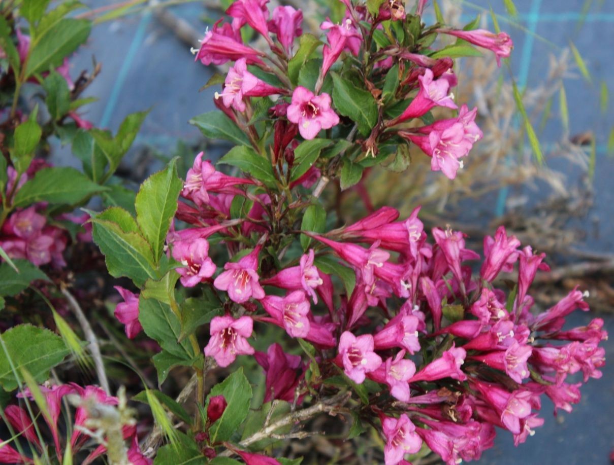 Weigelia Rumba (in pot van 3 liter)
