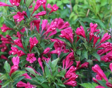Weigelie Red Prince – Weigela florida Red Prince - Jardins du Monde.be