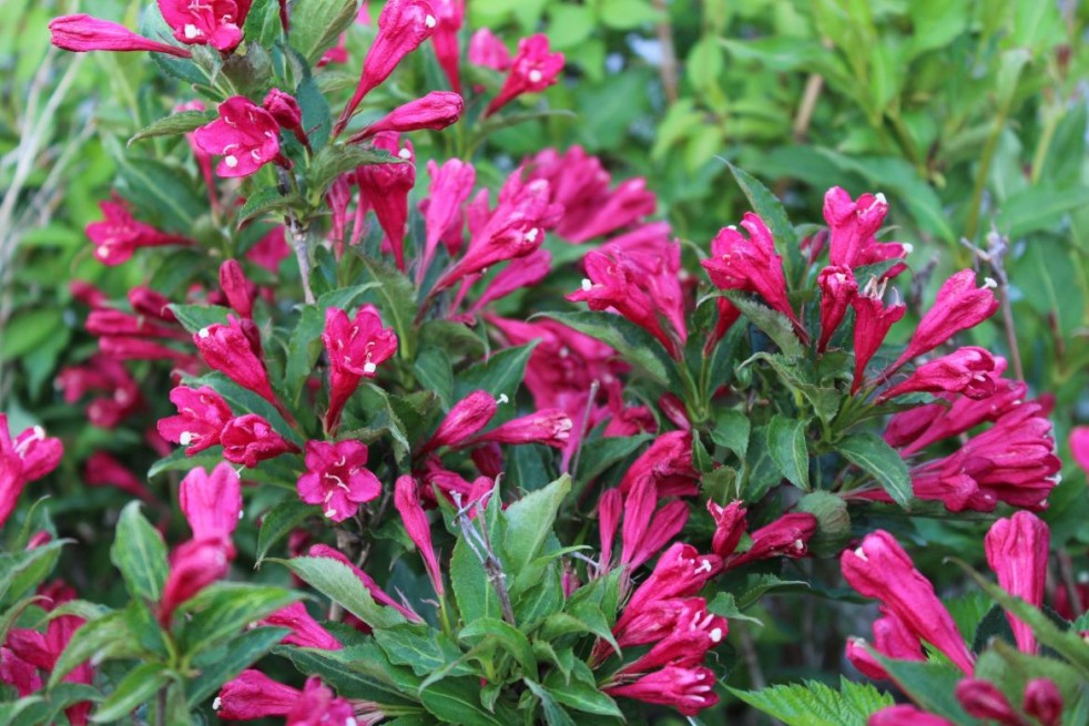 Weigelia Red Prince – Weigela florida Red Prince - Jardins du Monde.be