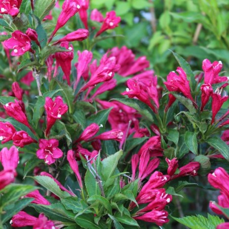 Weigelie Red Prince – Weigela florida Red Prince - Jardins du Monde.be