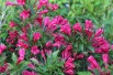 Weigelie Red Prince – Weigela florida Red Prince - Jardins du Monde.be