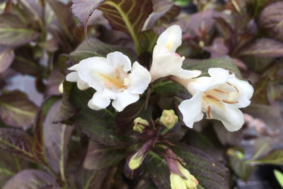 Dwarf Weigelia Black and White® - Weigelia Black and White® 'Courtacad1' - Jardins du Monde.be