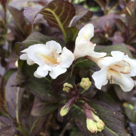 Dwerg Weigelia Black and White® - Weigelia Black and White® 'Courtacad1' - Jardins du Monde.be