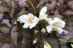 Weigélia nain Black and White® - Weigelia Black and White® 'Courtacad1' - Jardins du Monde.be