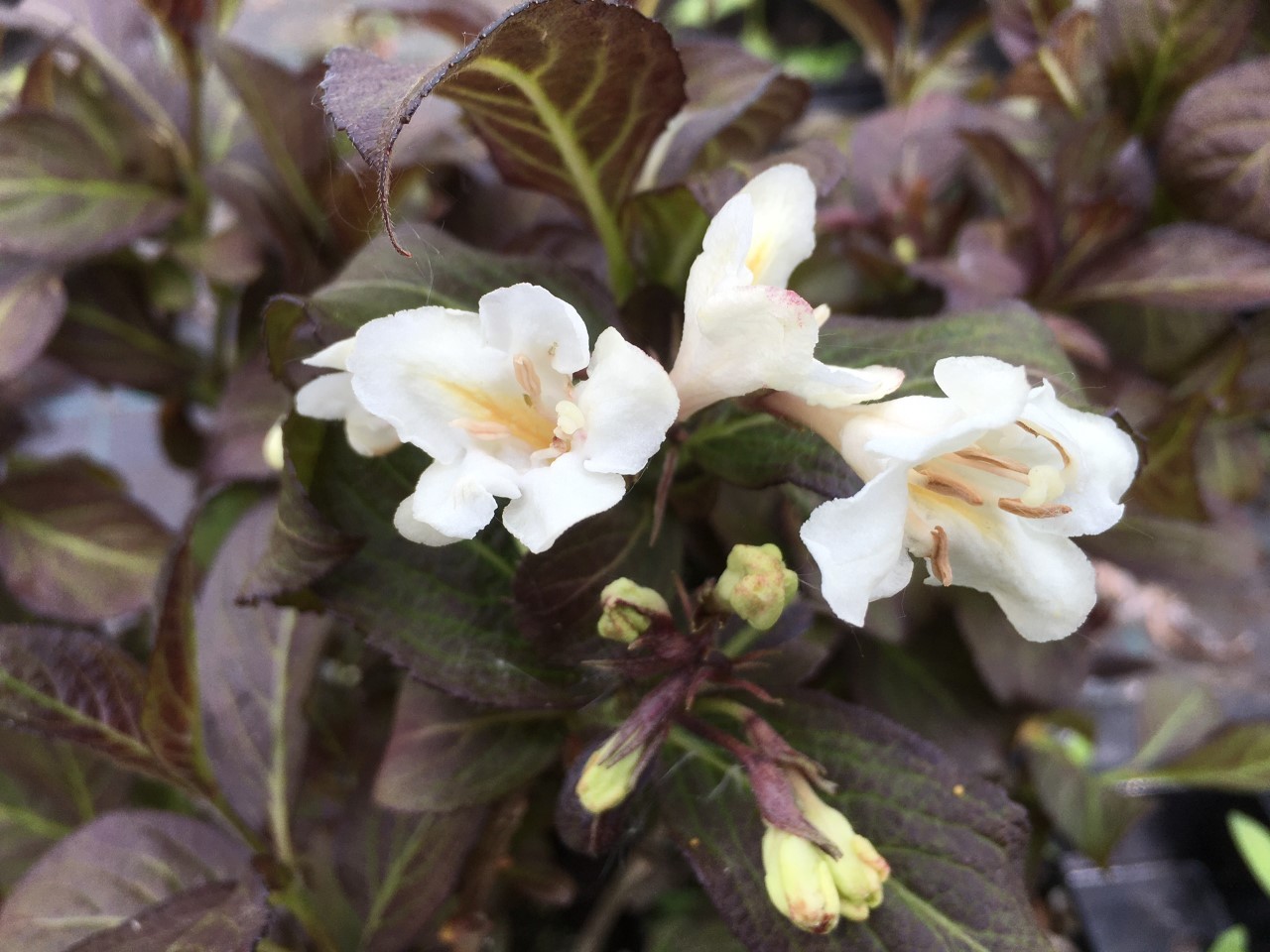 Dwerg Weigelia Black and White® (in pot van 3 liter)