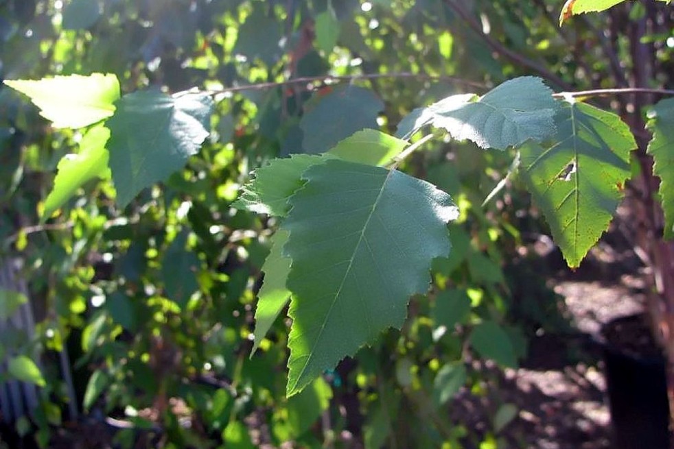 Bouleau noir Heritage – Betula nigra Heritage - Photo by David J. Stang, CC BY-SA 4.0, via Wikimedia Commons