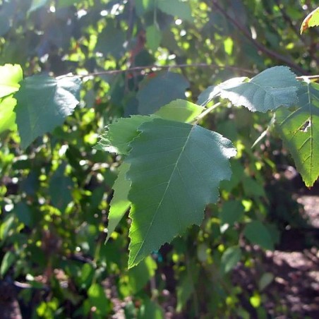 Bouleau noir Heritage – Betula nigra Heritage - Photo by David J. Stang, CC BY-SA 4.0, via Wikimedia Commons